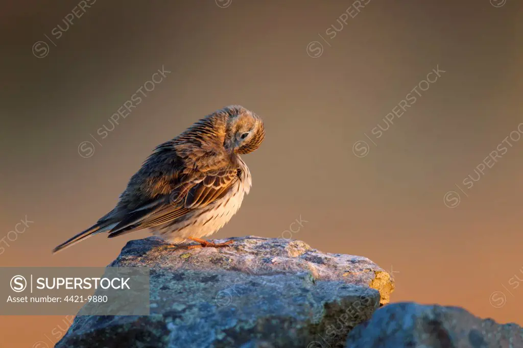 Meadow Pipit (Anthus pratensis) adult, preening, perched on drystone wall in late evening sunlight, Lammermuir Hills, Scottish Borders, Scotland, may