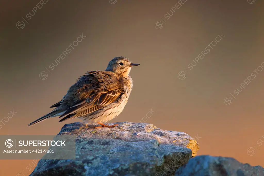 Meadow Pipit (Anthus pratensis) adult, with feathers fluffed out, perched on drystone wall in late evening sunlight, Lammermuir Hills, Scottish Borders, Scotland, may
