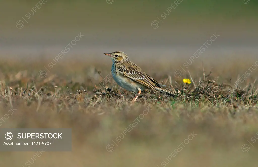 Richard's Pipit (Anthus richardi) juvenile, vagrant, standing, Scilly Isles, England