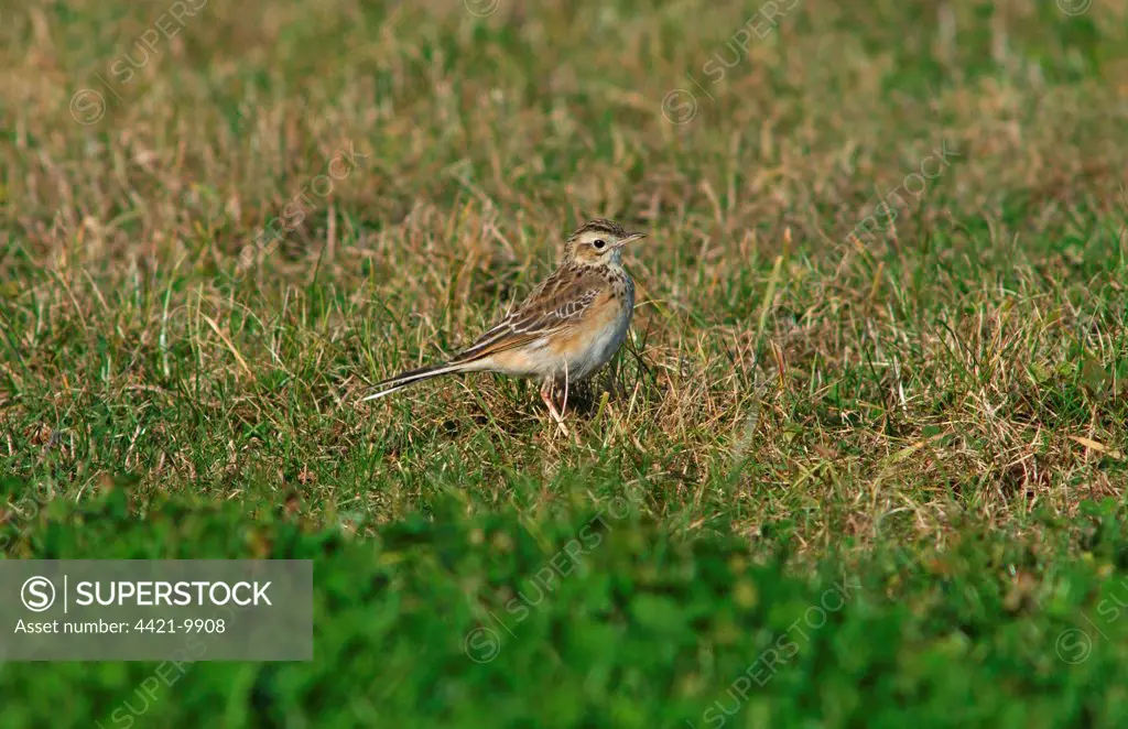 Richard's Pipit (Anthus richardi) juvenile, vagrant, standing on grass, Scilly Isles, England