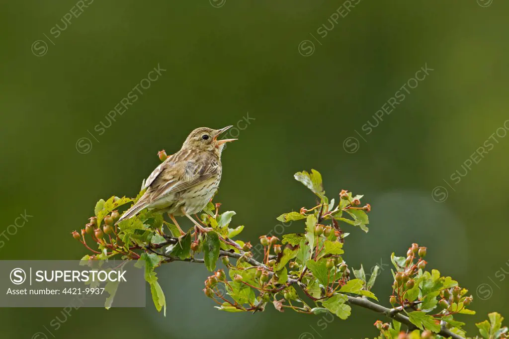 Tree Pipit (Anthus trivialis) adult, singing, perched on hawthorn, Cotswolds, Gloucestershire, England, june