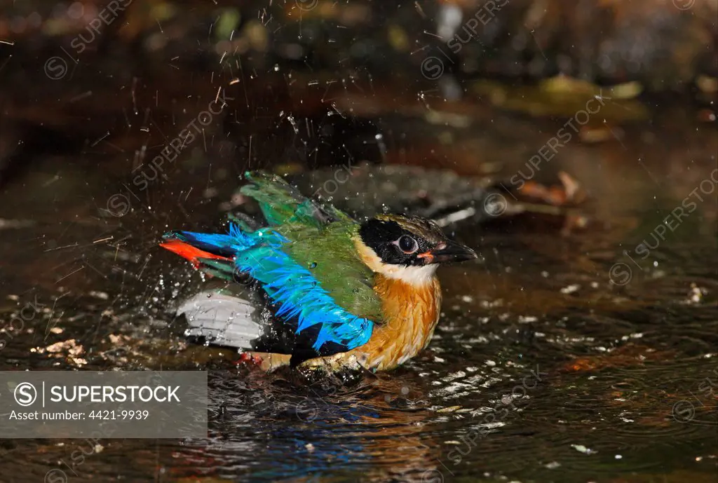 Blue-winged Pitta (Pitta moluccensis) immature, first winter plumage, bathing in forest pool, Kaeng Krachan N.P., Thailand, november