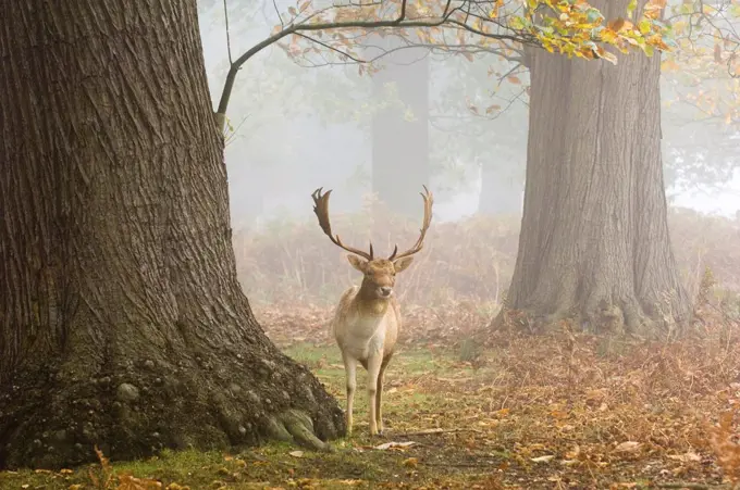 Fallow Deer (Dama dama) buck, standing in misty woodland habitat, Kent, England, autumn