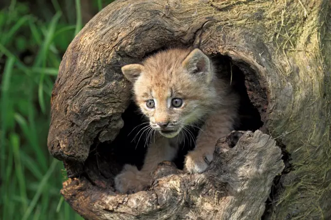 Canadian Lynx (Lynx canadensis) eight-weeks old cub, in hollow tree trunk, Montana, U.S.A., june (captive)
