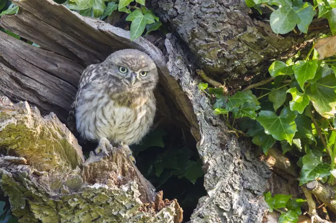 Little Owl (Athene noctua) young, perched at nesthole entrance in early morning, Oxfordshire, England, June
