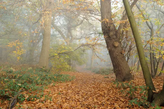 Mixed deciduous woodland in autumn mist, with fallen leaves carpeting footpath, Freston Woods, Suffolk, England, november