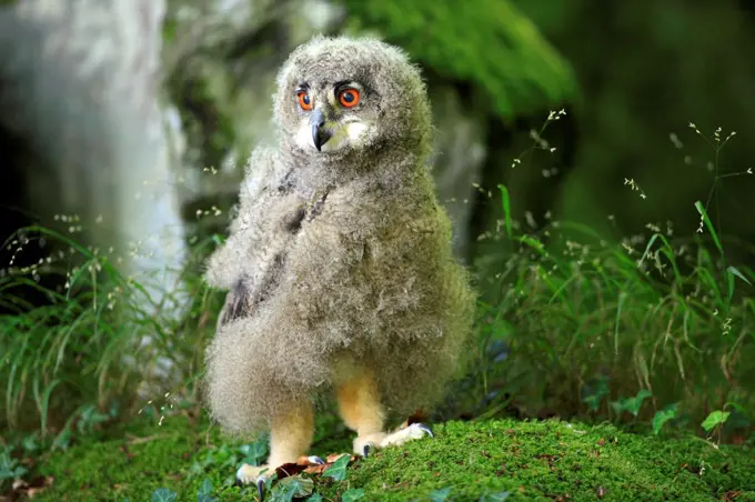 Eurasian Eagle-owl (Bubo bubo) young, standing on moss, Germany
