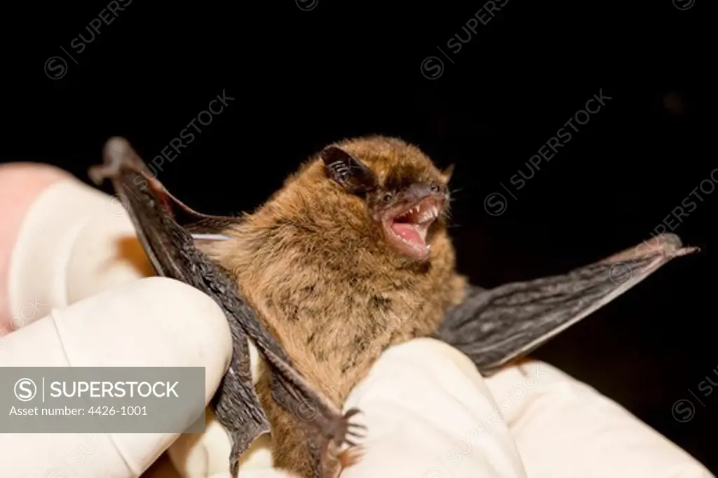 Pipistrelle Bat in gloved hand showing teeth