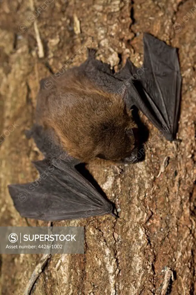 Pipistrelle Bat on tree showing wings