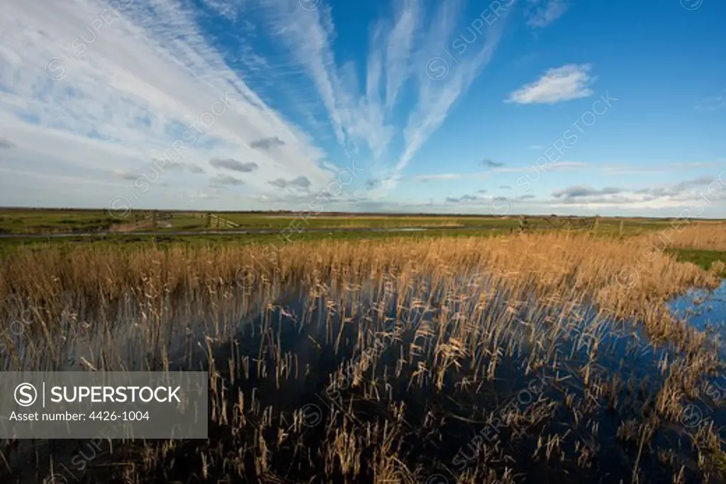 United Kingdom, Norfolk Broads, Marshes and big sky