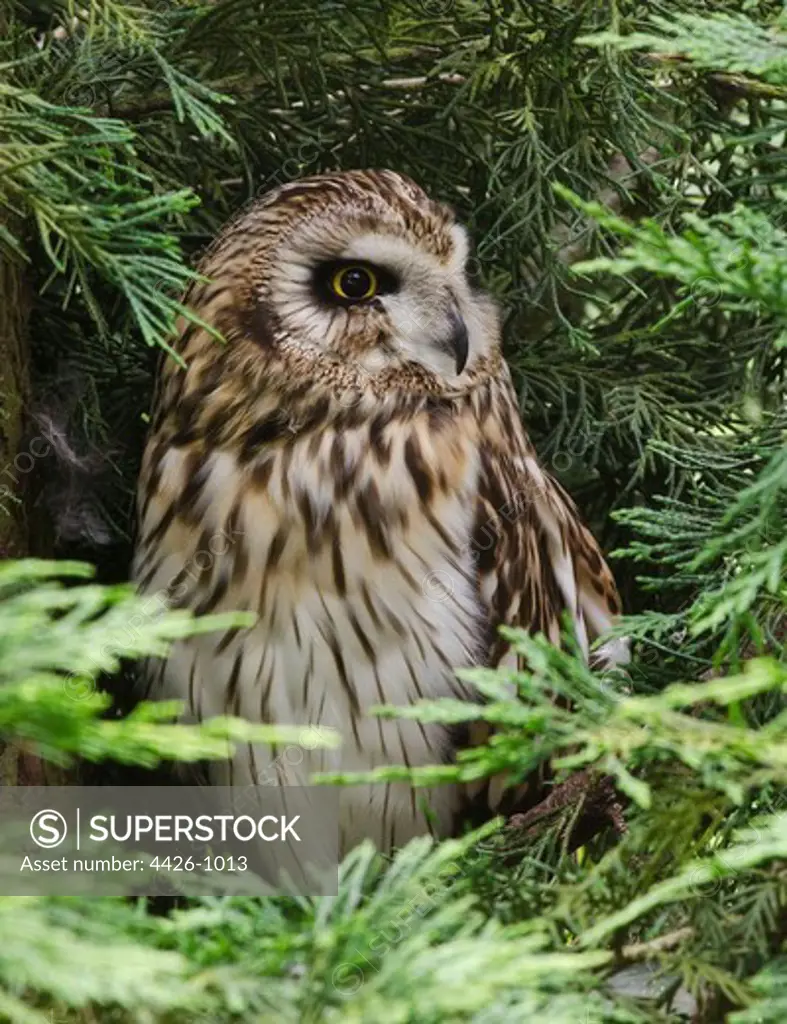 Short eared Owl in tree