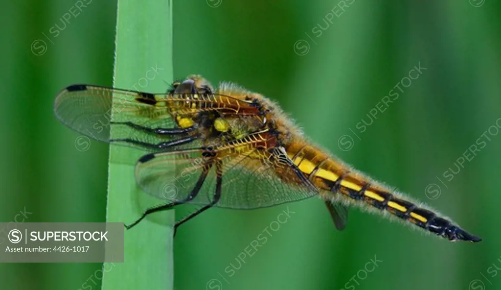 Four spotted Chaser Dragonfly