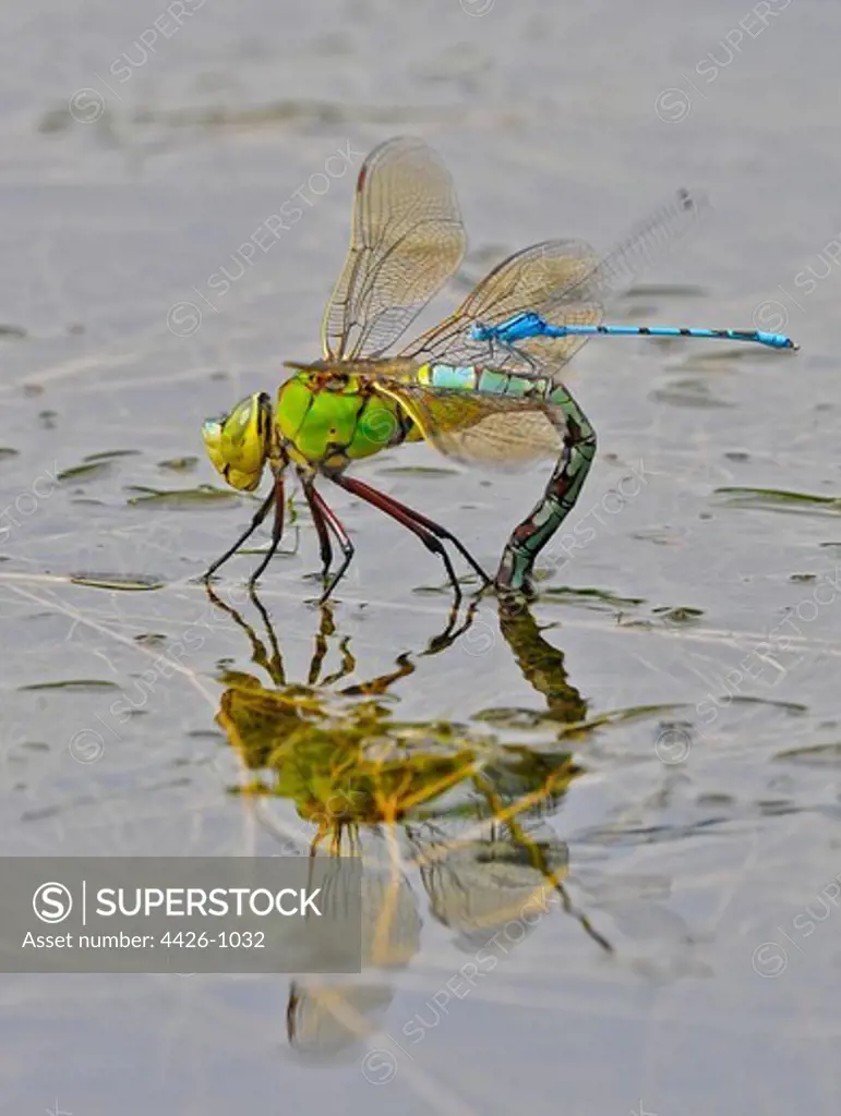 Emperor Dragonfly with Common blue Damselfly on its back