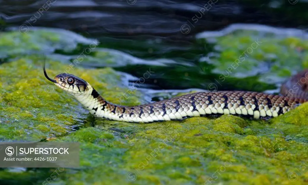 United Kingdom, Norfolk, Grass Snake