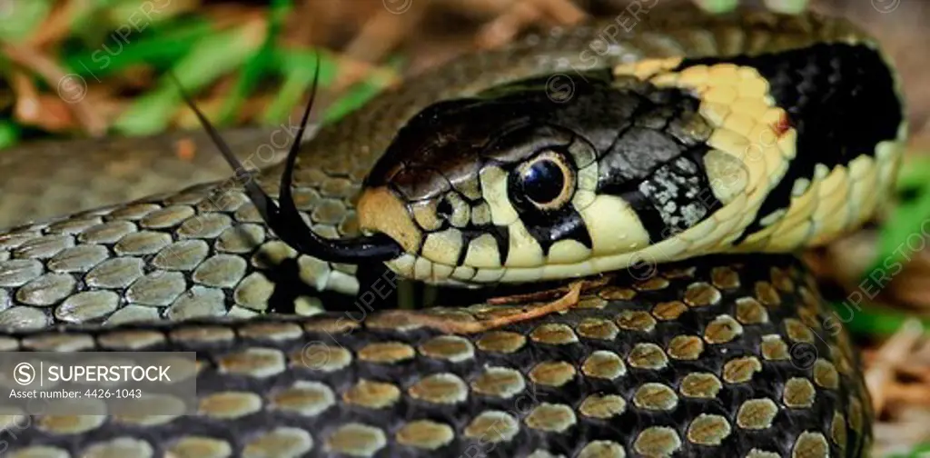 United Kingdom, England, Norfolk, Grass Snake (Natrix natrix)