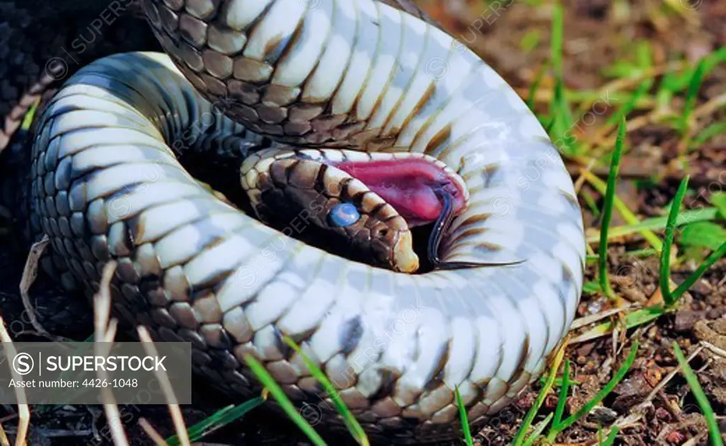 United Kingdom, England, Norfolk, Grass Snake (Natrix natrix) acting dead