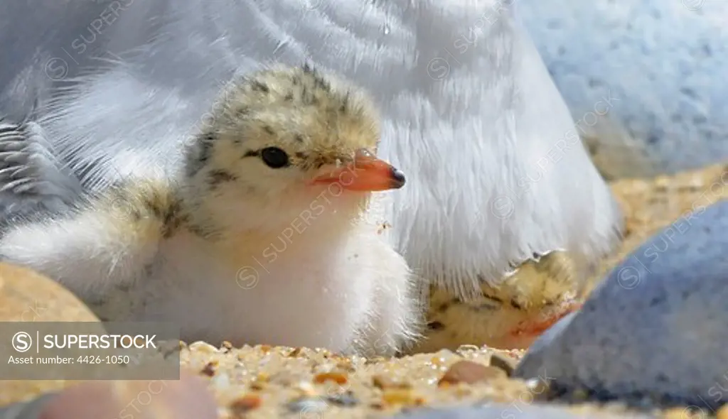 United Kingdom, England, Norfolk, Little Tern (Sterna albifrons) chick in nest