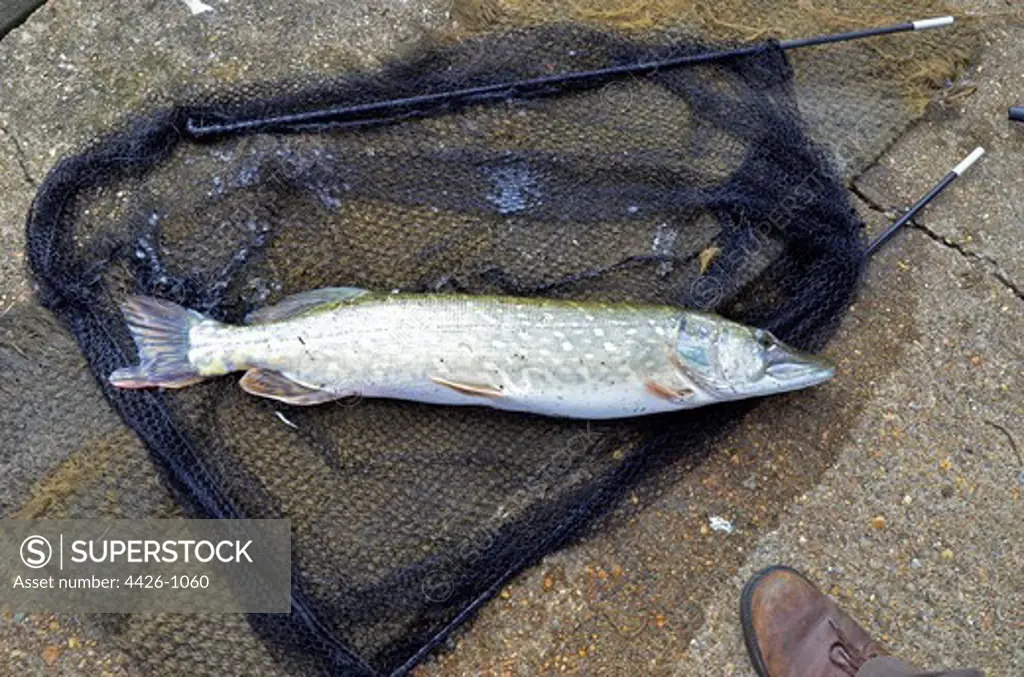 United Kingdom, England, Norfolk, Pike (Esox lucius) fish in landing net