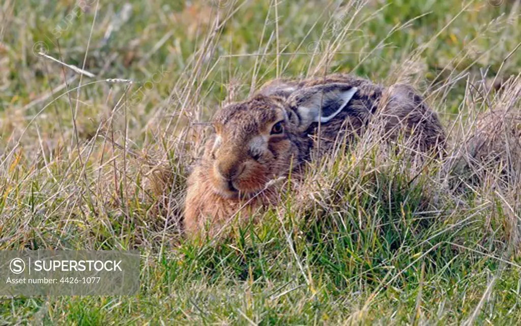 United Kingdom, England, Norfolk, Brown Hare (Lepus europaeus) close-up