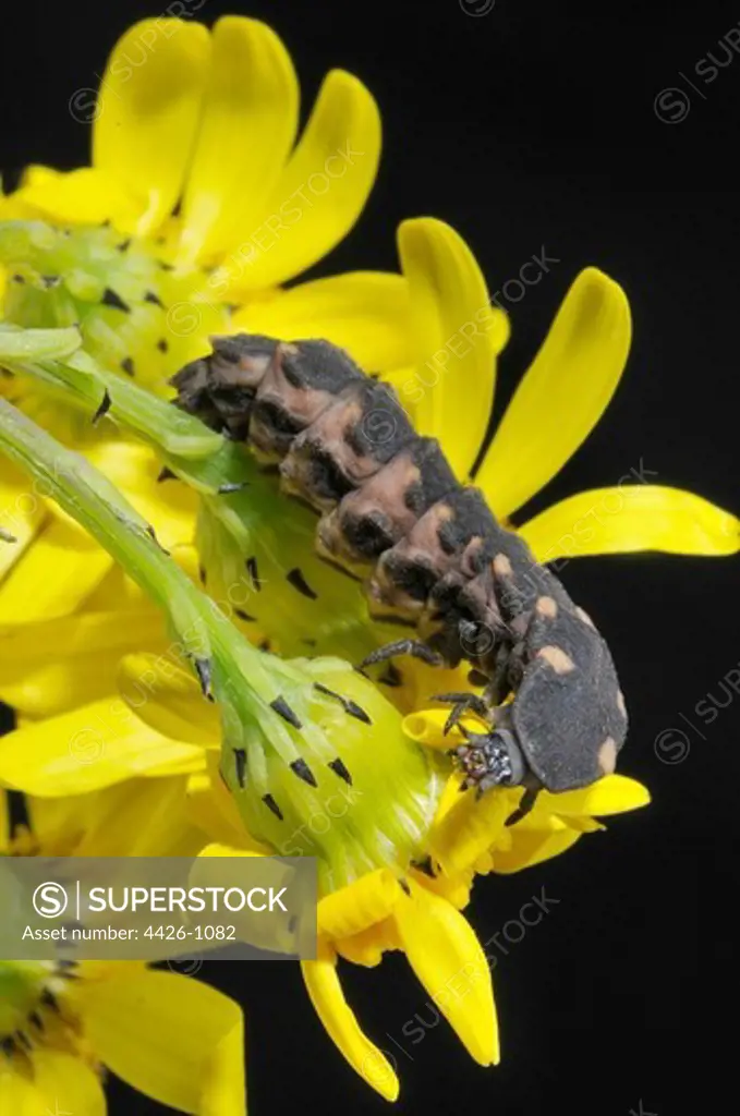 United Kingdom, England, Norfolk, Glowworm (Lampyris noctiluca) on flower