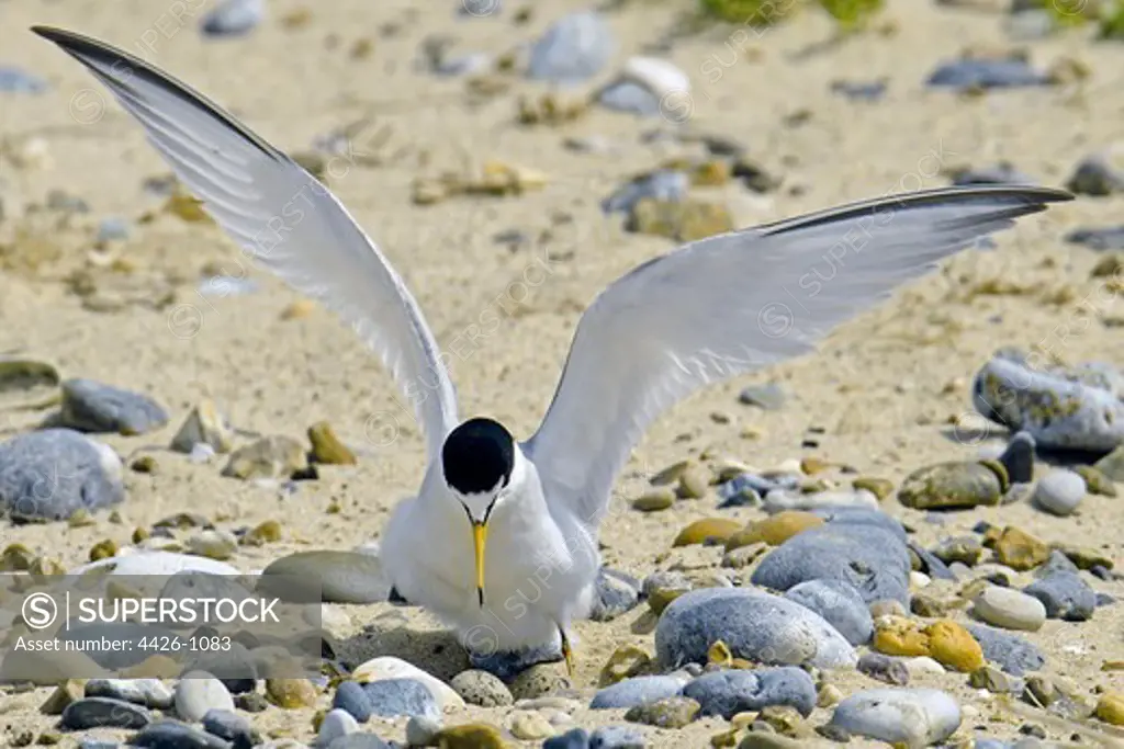 United Kingdom, England, Norfolk, Little Tern (Sterna albifrons) nesting