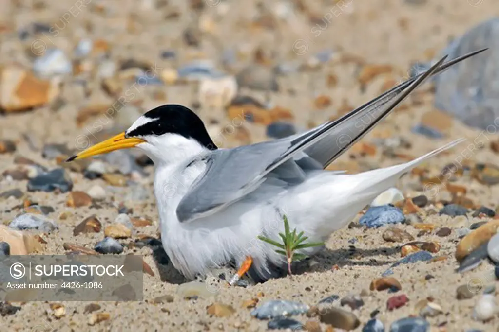 United Kingdom, England, Norfolk, Little Tern (Sterna albifrons) nesting