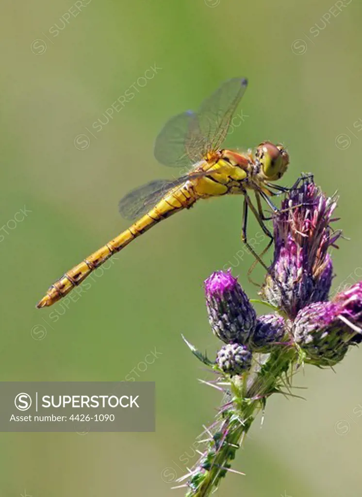 United Kingdom, England, Norfolk, Common Darter Dragonfly (Sympetrum striolatum) on thistle