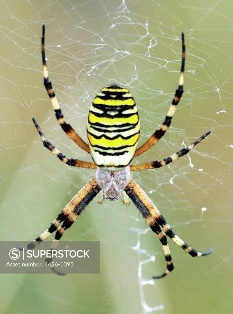 United Kingdom, England, Norfolk, Horsey, Wasp Spider (Argiope bruennichi) on web, 8/13/2009