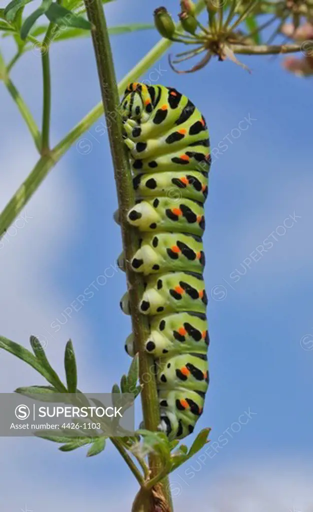 United Kingdom, England, Norfolk, Swallowtail butterfly caterpillar