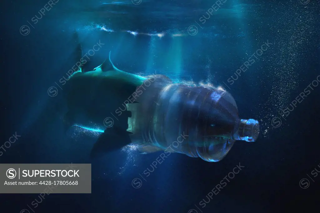Shark with face trapped in plastic water container