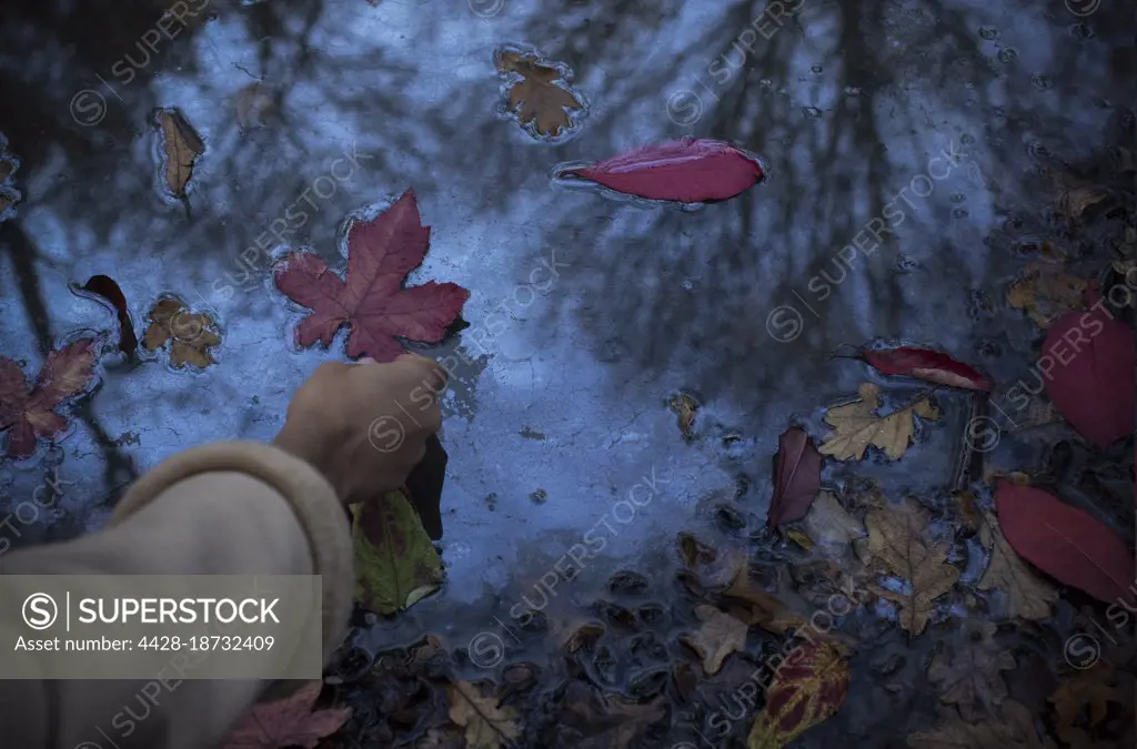Woman reaching for red autumn leaf in puddle
