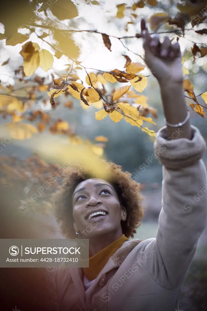 Happy young woman reaching for autumn leaves on tree branch