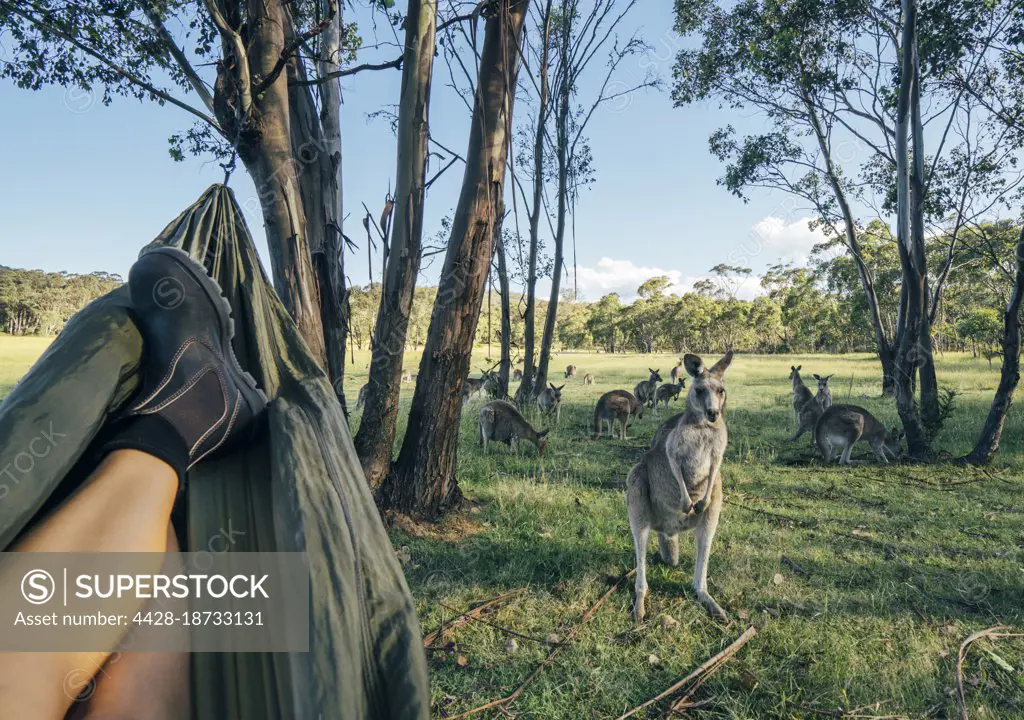 Woman relaxing in hammock watching kangaroo, Australia