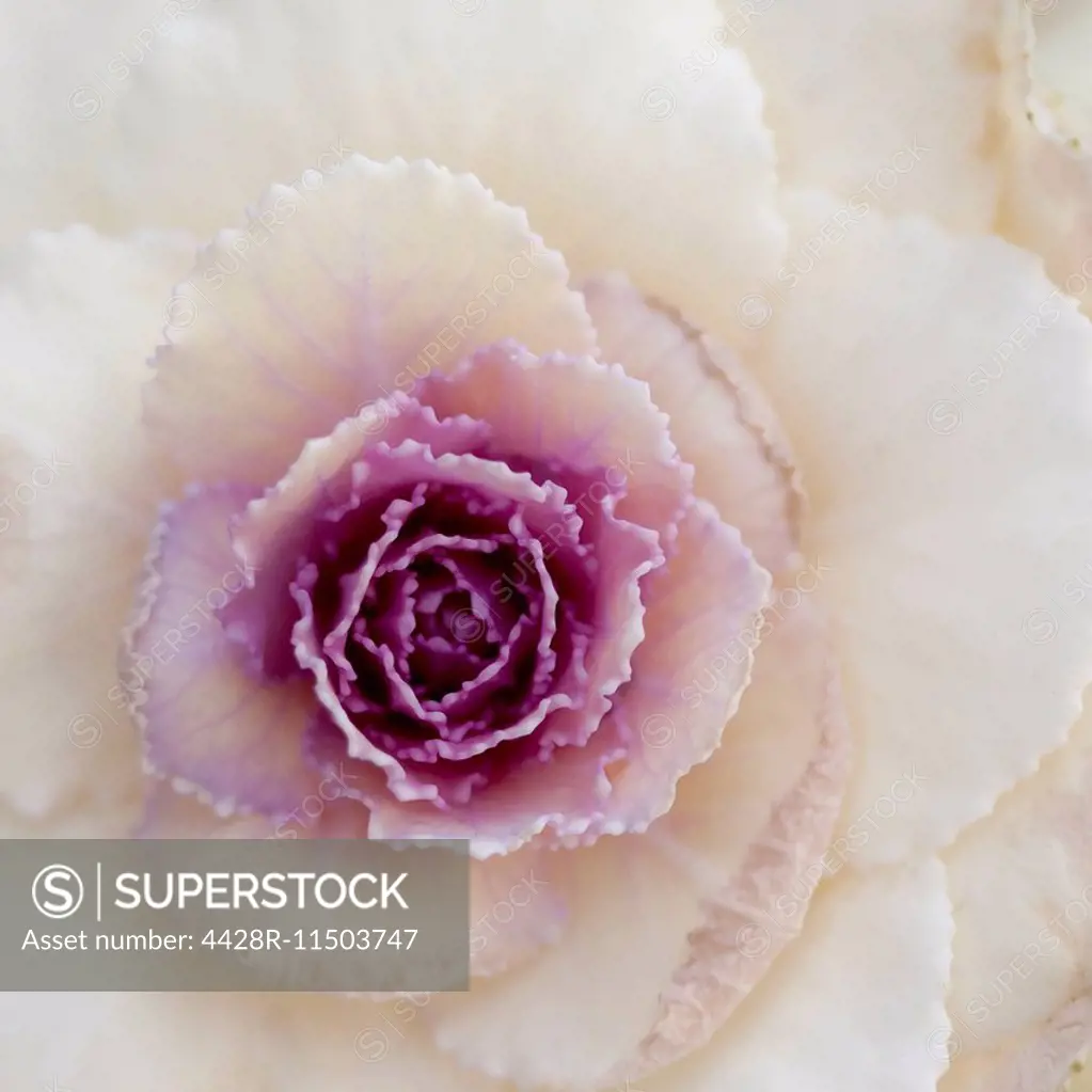 Extreme close up of white and purple cabbage plant