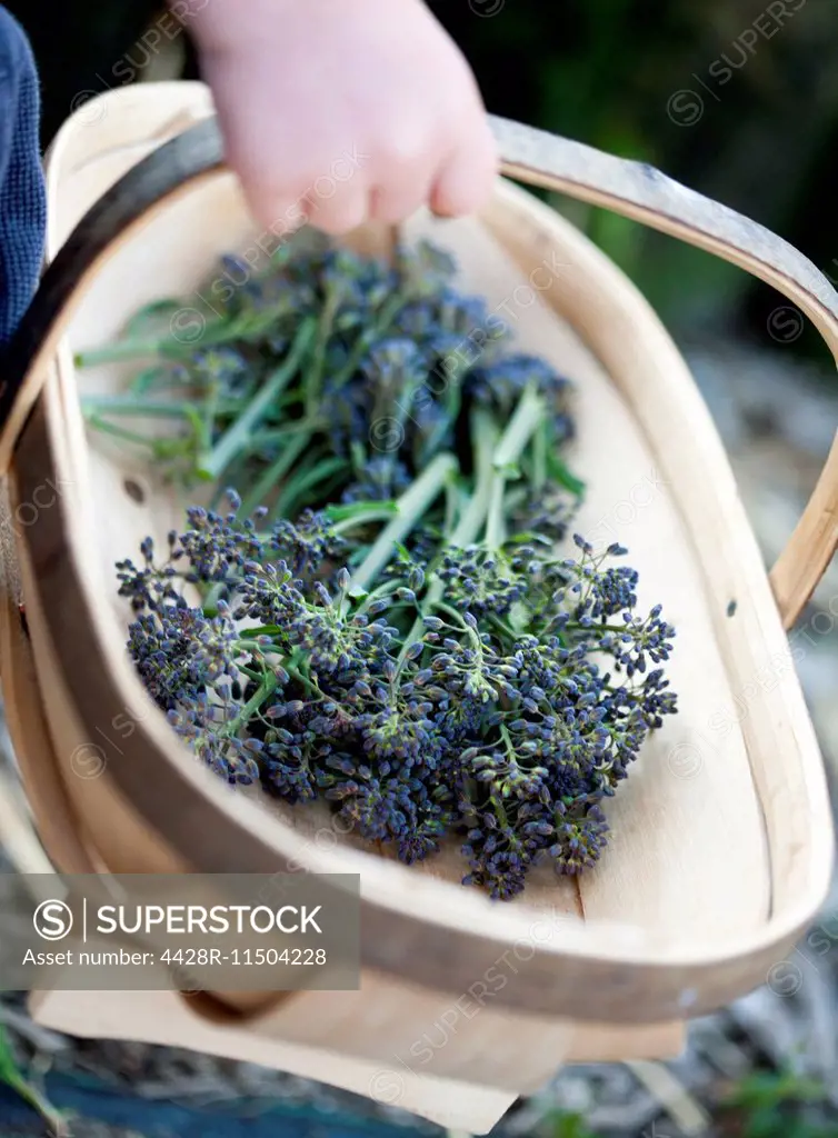 Boy carrying basket of fresh picked purple sprouting broccoli