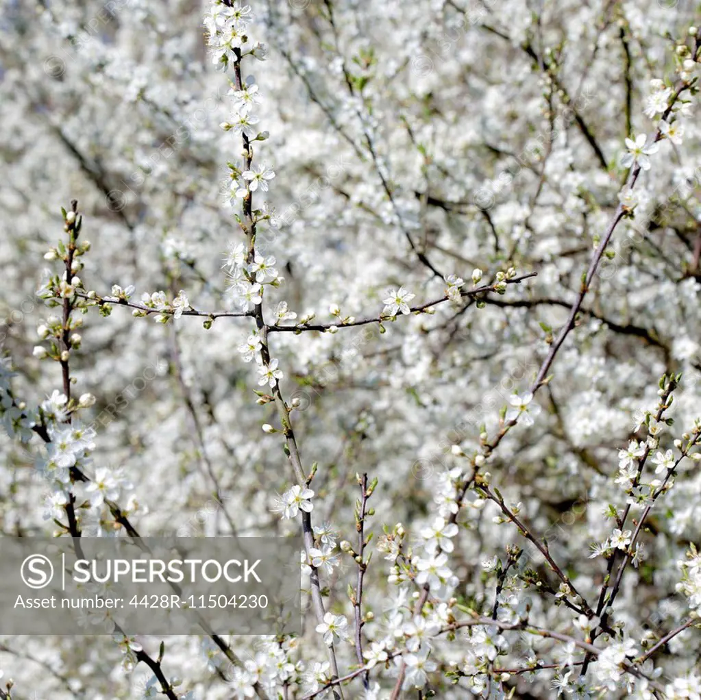 White blackthorn blossom branches