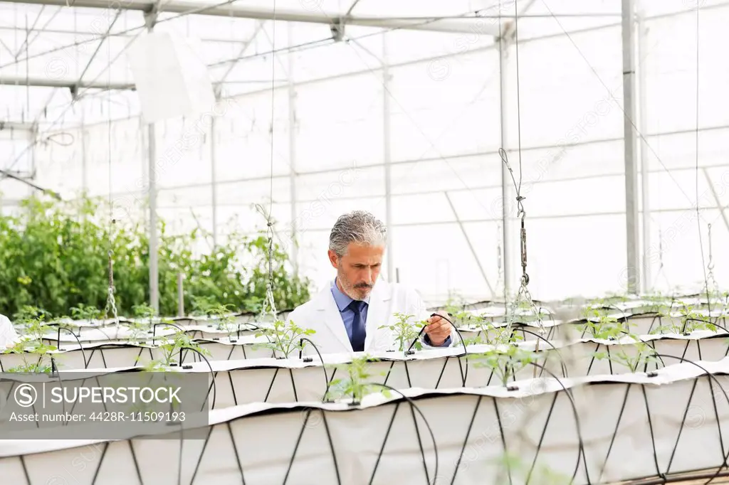 Botanist examining plants in greenhouse