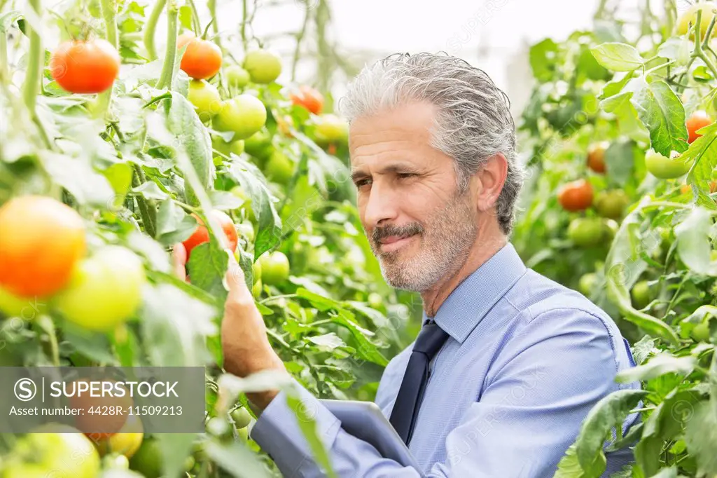Botanist examining tomato plants in greenhouse