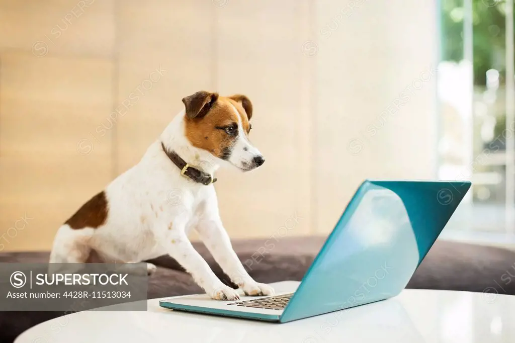 Dog working on laptop in office