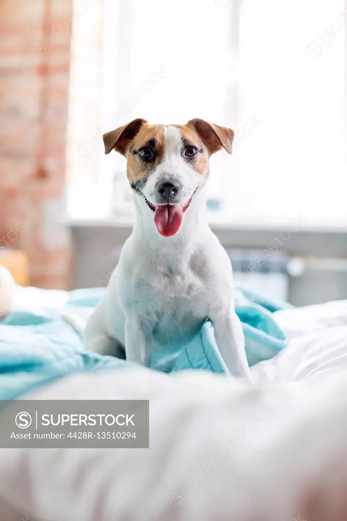 Curious Jack Russell Terrier dog on bed with tongue out