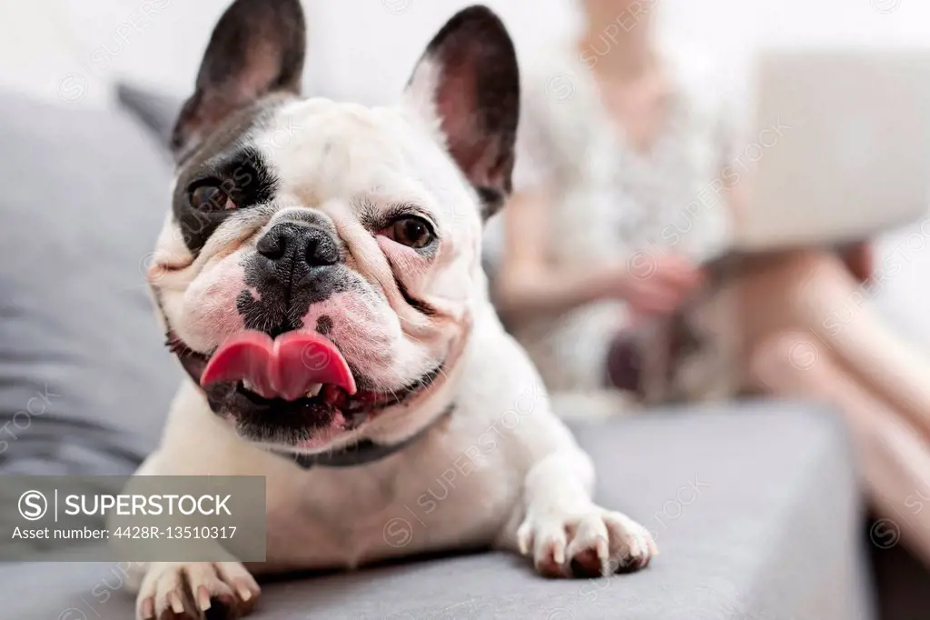 Close up portrait French Bulldog with tongue out on sofa