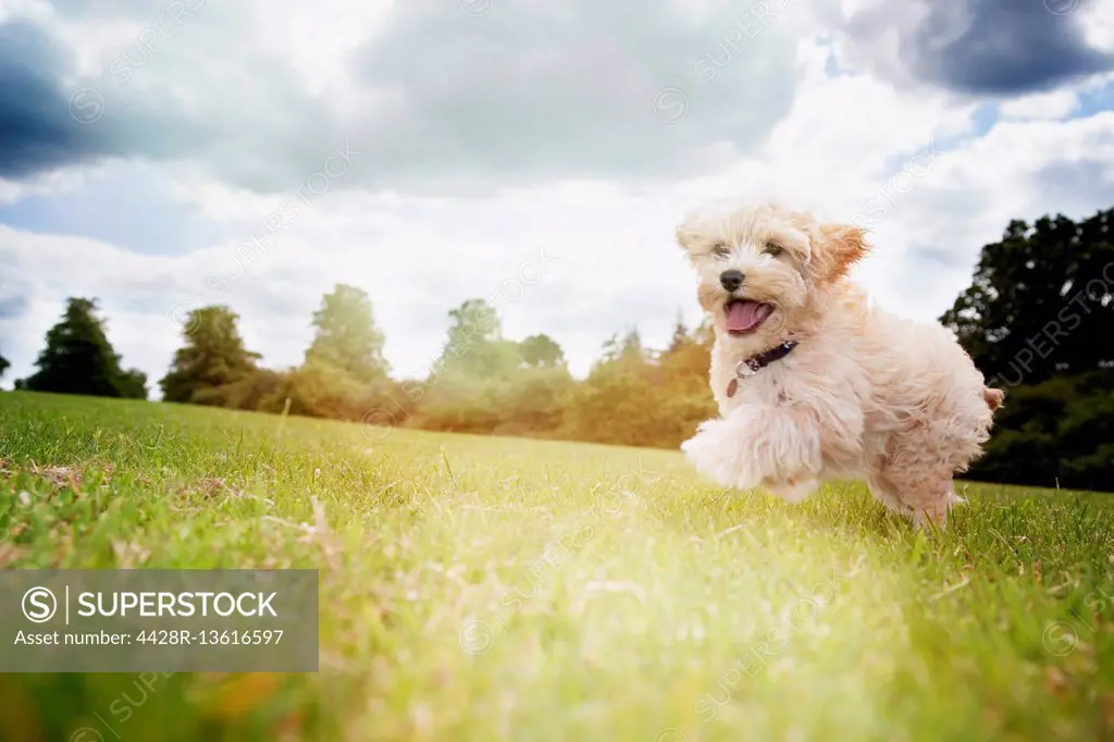 Happy dog running in park grass