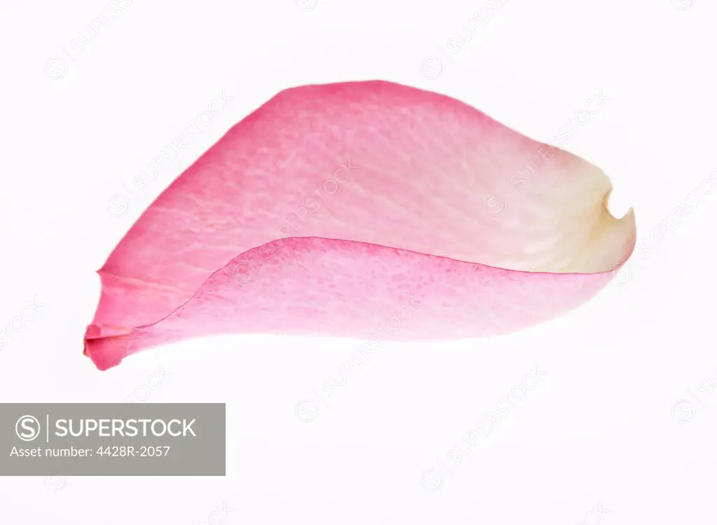 Close up of pink flower petal