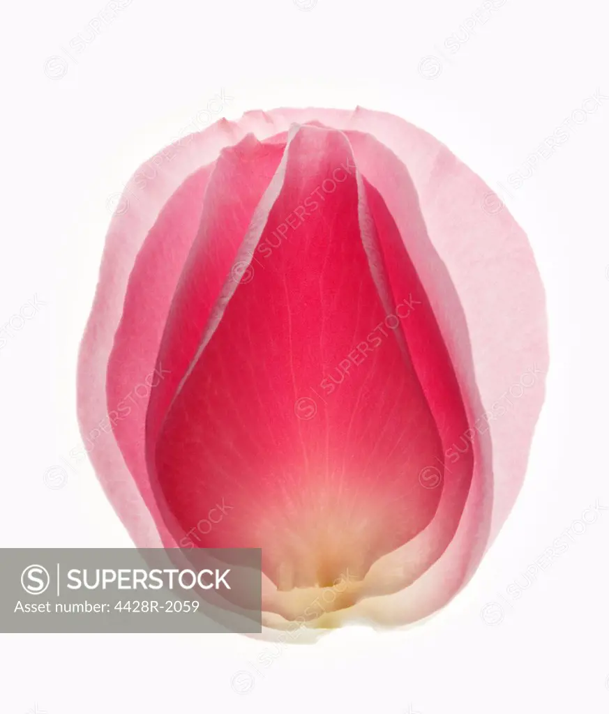 Close up of blurred, pink flower petal