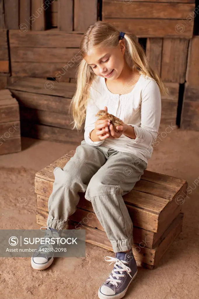 Cape Town, South Africa, Girl holding chick in barn