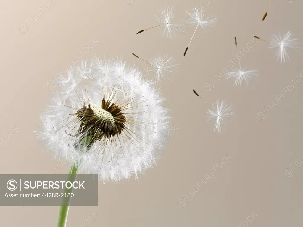 Close up of seeds blowing from dandelion on beige background