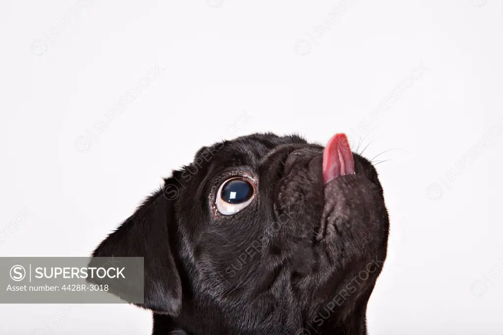 Close up of dog licking his face,Studio
