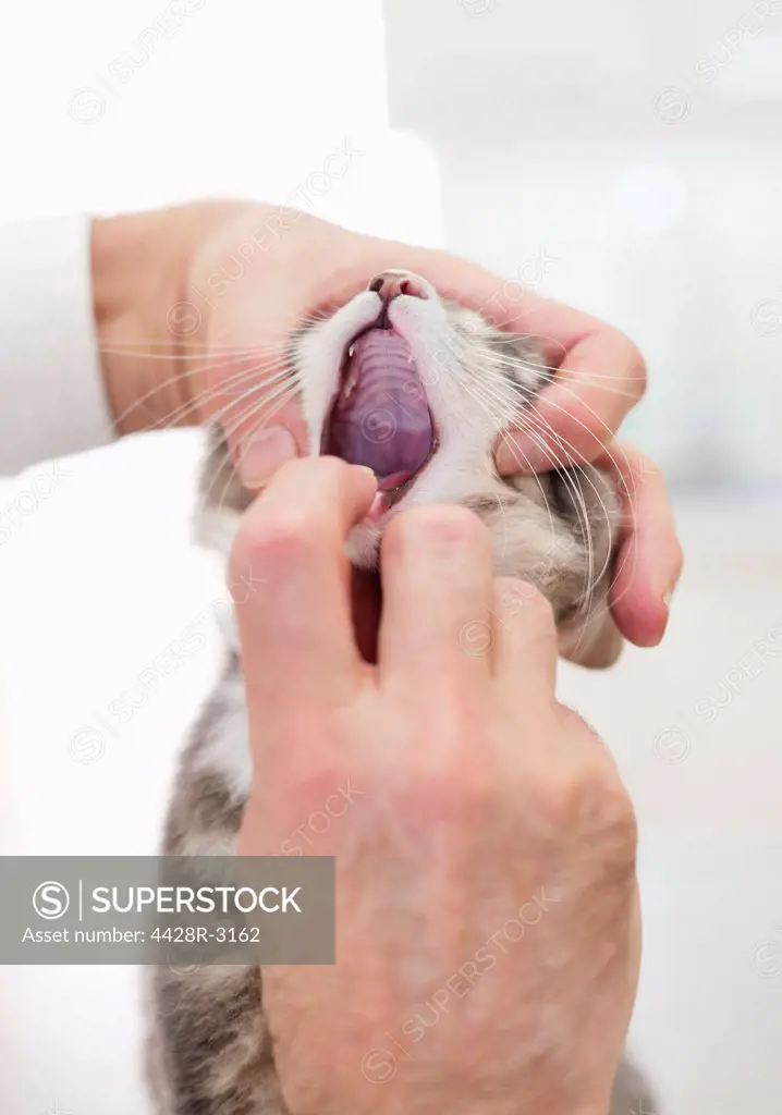 Veterinarian examining cat's mouth in vet's surgery,London, UK
