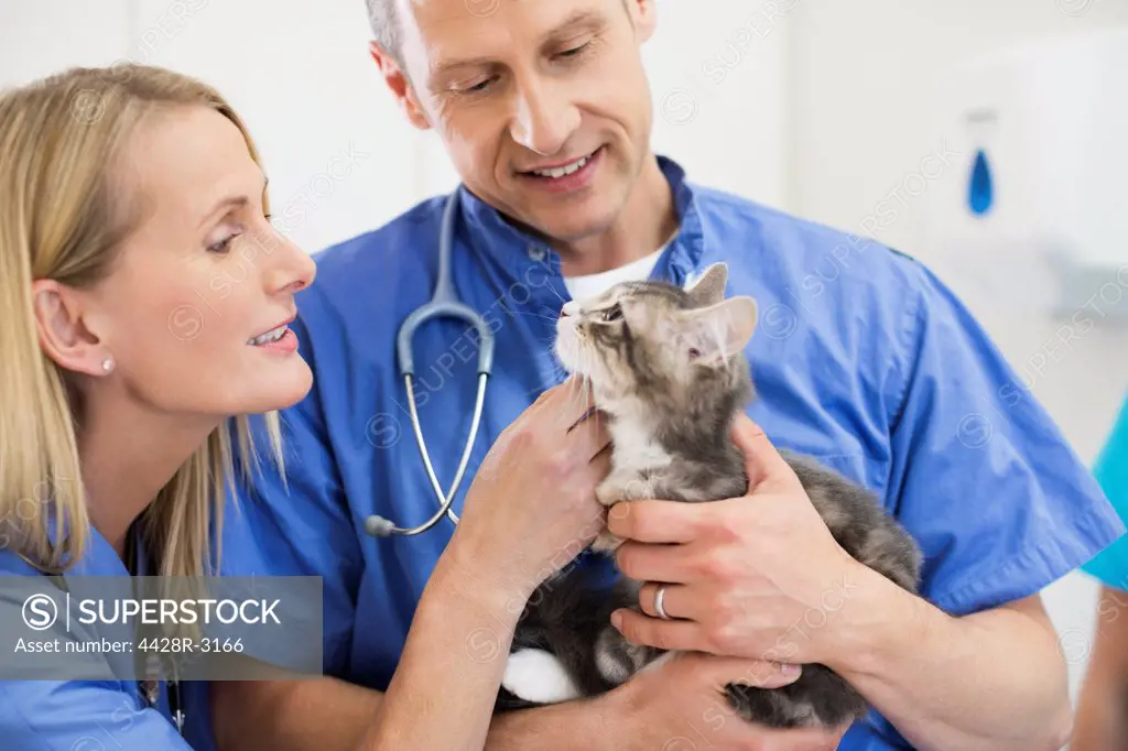 Veterinarians examining cat in vet's surgery,London, UK