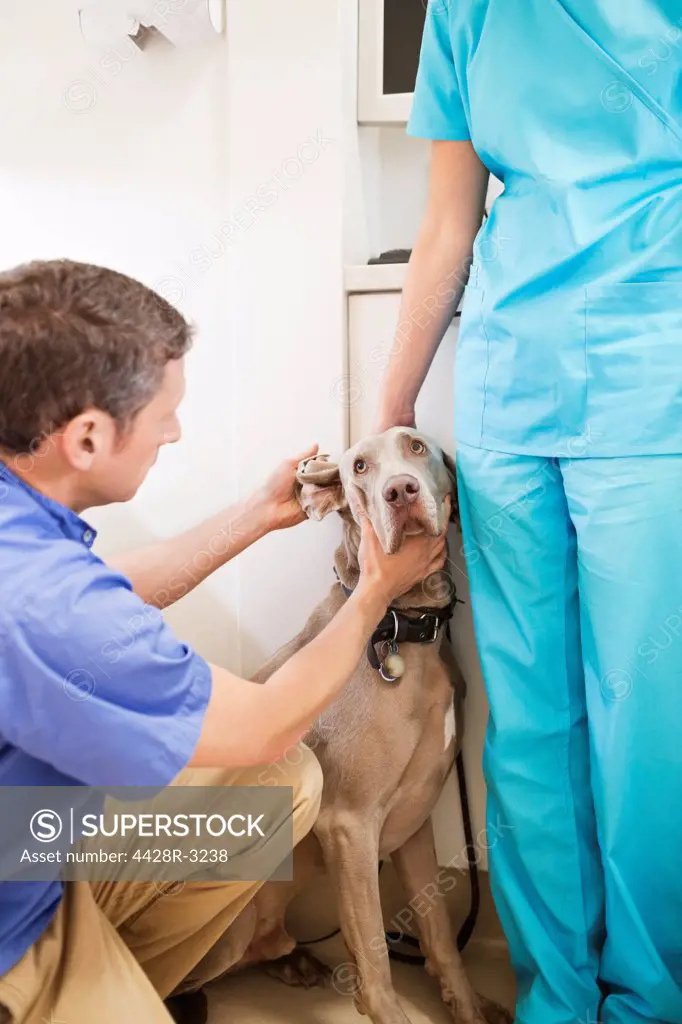 Veterinarian examining dog in vet's surgery,London, UK